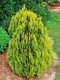 Tuja východná Aurea Nana, výška 30/40 cm, v črepníku 2 l Platycladus orientalis Aurea Nana