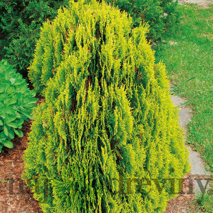 Tuja východná Aurea Nana, výška 30/40 cm, v črepníku 2 l Platycladus orientalis Aurea Nana