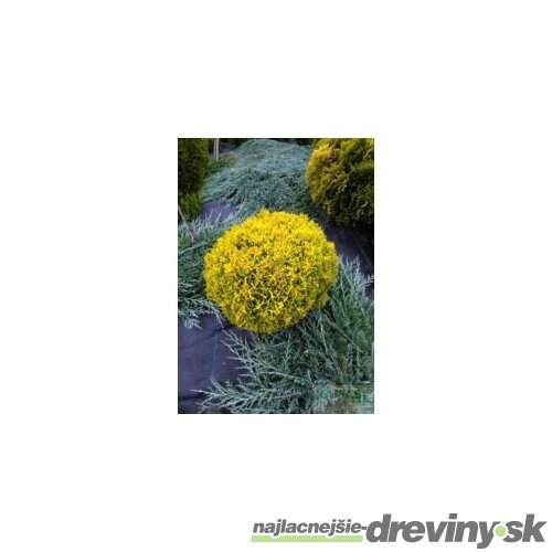 Tuja východná Golden Penny, výška 15/20 cm, v črepníku 2l Platycladus orientalis ‘Golden Penny‘ PBR