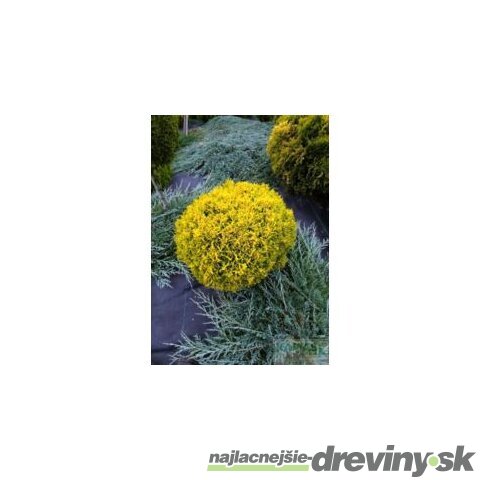 Tuja východná Golden Penny, výška 15/20 cm, v črepníku 2l Platycladus orientalis ‘Golden Penny‘ PBR