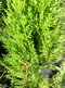 Tuja východná Justyna, výška 40/60 cm, v črepníku Platycladus orientalis ‘Justyna‘