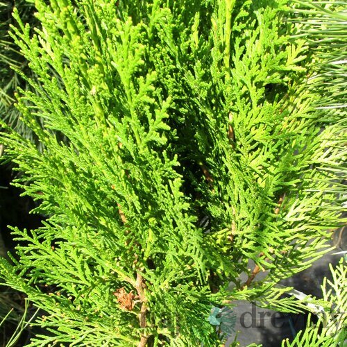 Tuja východná Justyna, výška 40/60 cm, v črepníku Platycladus orientalis ‘Justyna‘
