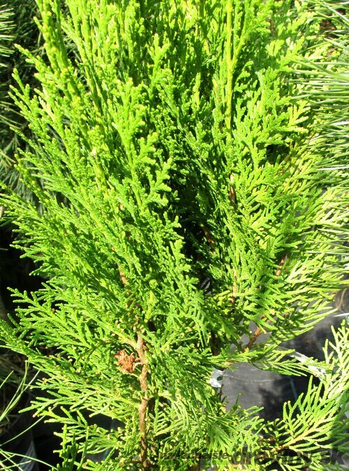 Tuja východná Justyna, výška 40/60 cm, v črepníku Platycladus orientalis ‘Justyna‘