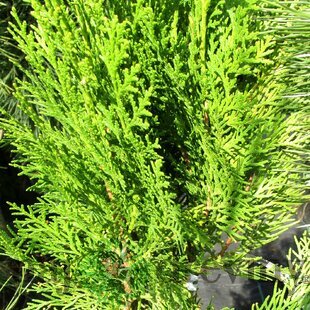 Tuja východná Justyna, výška 40/60 cm, v črepníku Platycladus orientalis ‘Justyna‘