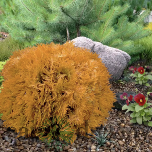 Tuja západná Amber Glow 20/30 cm v črepníku 3l Thuja occidentalis