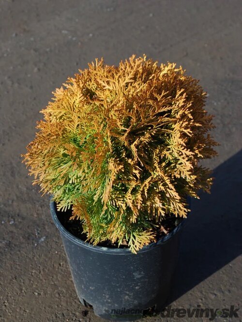Tuja západná Amber Glow 20/30 cm v črepníku 3l Thuja occidentalis