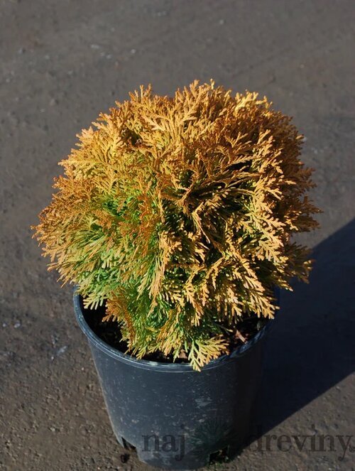 Tuja západná Amber Glow 20/30 cm v črepníku 3l Thuja occidentalis