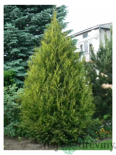 Tuja západná Aureospicata, 160-180cm, v črepníku Thuja occidentalis Aureospicata