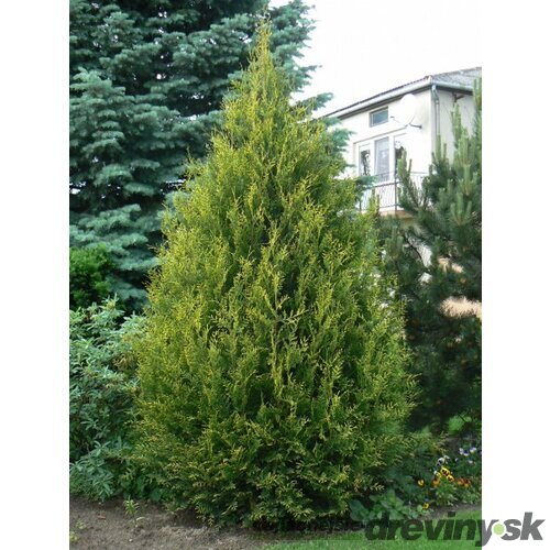 Tuja západná Aureospicata, 160-180cm, v črepníku Thuja occidentalis Aureospicata