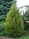 Tuja západná Aureospicata, 160-180cm, v črepníku Thuja occidentalis Aureospicata