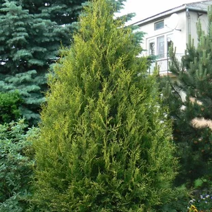 Tuja západná Aureospicata, 160-180cm, v črepníku Thuja occidentalis Aureospicata
