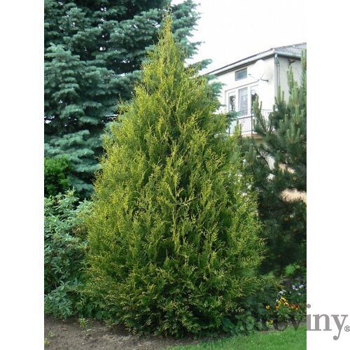 Tuja západná Aureospicata, 160-180cm, v črepníku Thuja occidentalis Aureospicata