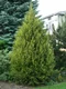 Tuja západná Aureospicata, 160-180cm, v črepníku Thuja occidentalis Aureospicata