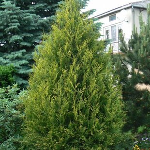 Tuja západná Aureospicata, 160-180cm, v črepníku Thuja occidentalis Aureospicata