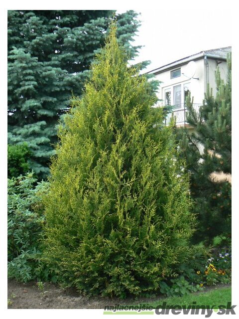 Tuja západná Aureospicata, 160-180cm, v črepníku Thuja occidentalis Aureospicata