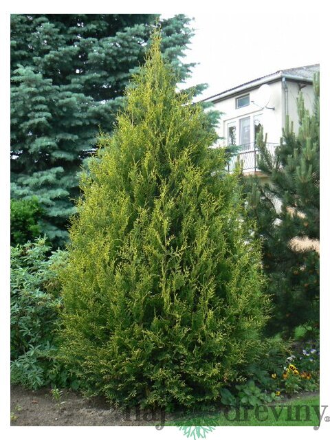 Tuja západná Aureospicata, 160-180cm, v črepníku Thuja occidentalis Aureospicata