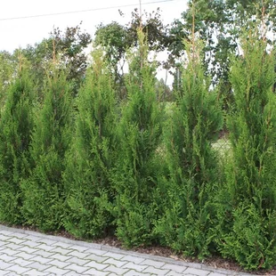 Tuja západná Aureospicata, 30/60 cm , v črepníku Thuja occidentalis Aureospicata