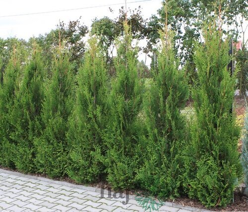 Tuja západná Aureospicata, 30/60 cm , v črepníku Thuja occidentalis Aureospicata