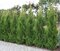 Tuja západná Aureospicata, 30/60 cm , v črepníku Thuja occidentalis Aureospicata
