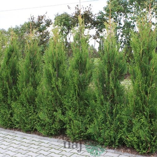 Tuja západná Aureospicata, 40/60 cm, v črepníku 3l Thuja occidentalis Aureospicata