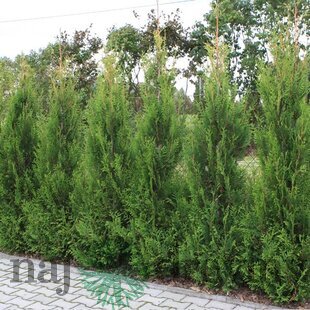 Tuja západná Aureospicata, 40/60 cm, v črepníku 3l Thuja occidentalis Aureospicata
