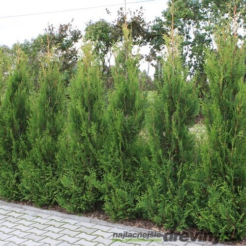 Tuja západná Aureospicata, výška 100/120 cm, v črepníku Thuja occidentalis Aureospicata
