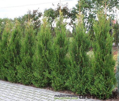 Tuja západná Aureospicata, výška 100/120 cm, v črepníku Thuja occidentalis Aureospicata
