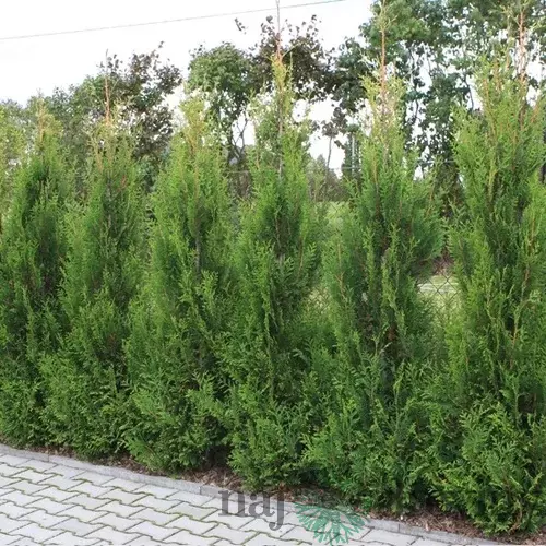 Tuja západná Aureospicata, výška 100/125 cm, v črepníku Thuja occidentalis Aureospicata