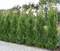 Tuja západná Aureospicata, výška 100/125 cm, v črepníku Thuja occidentalis Aureospicata