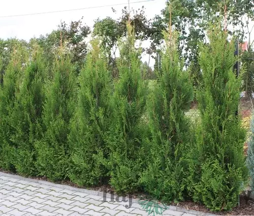 Tuja západná Aureospicata, výška 100/125 cm, v črepníku Thuja occidentalis Aureospicata