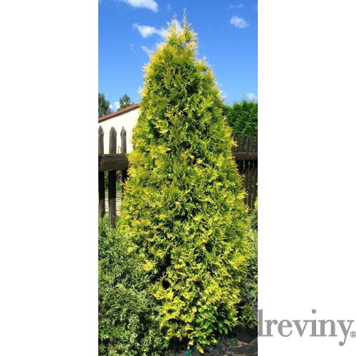 Tuja západná Aurescens 15/20 cm, v črepníku P9 Thuja occidentalis Aurescens