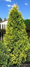Tuja západná Aurescens 15/20 cm, v črepníku P9 Thuja occidentalis Aurescens