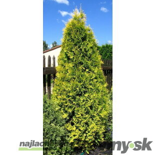 Tuja západná Aurescens 15/20 cm, v črepníku P9 Thuja occidentalis Aurescens
