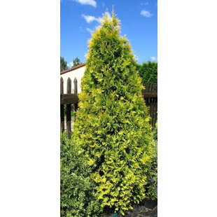 Tuja západná Aurescens 15/20 cm, v črepníku P9 Thuja occidentalis Aurescens