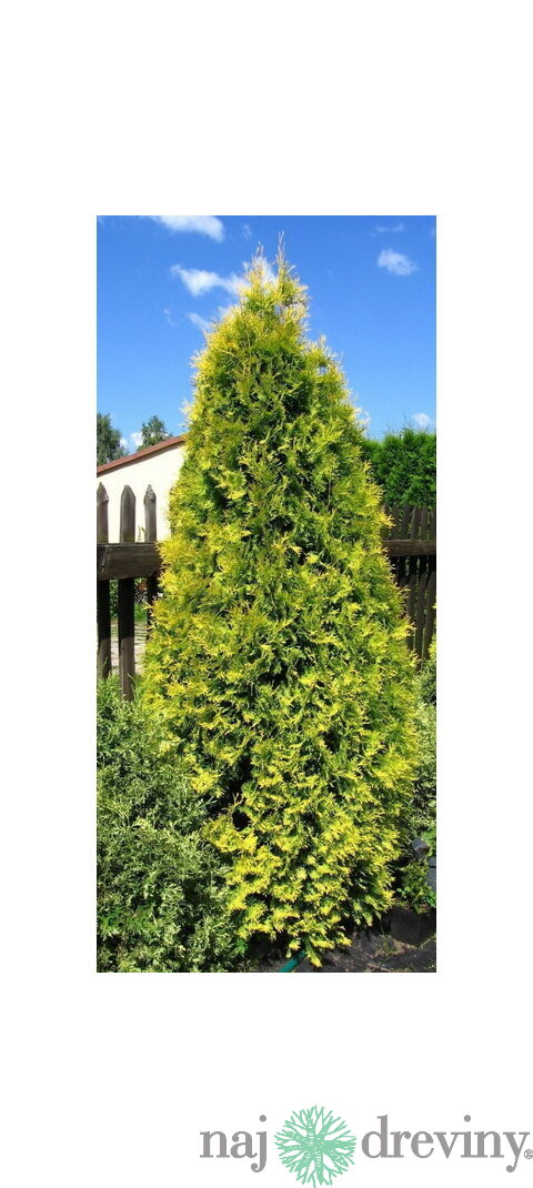 Tuja západná Aurescens 15/20 cm, v črepníku P9 Thuja occidentalis Aurescens
