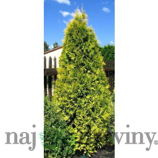 Tuja západná Aurescens 15/20 cm, v črepníku P9 Thuja occidentalis Aurescens