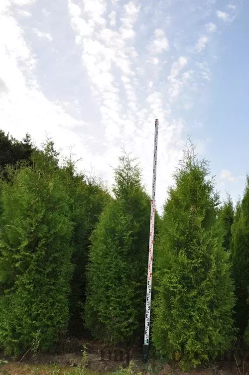 Tuja západná Brabant 180/200 cm, kopaná Thuja occidentalis Brabant
