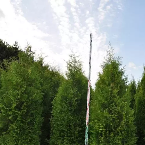 Tuja západná Brabant 180/200 cm, kopaná Thuja occidentalis Brabant