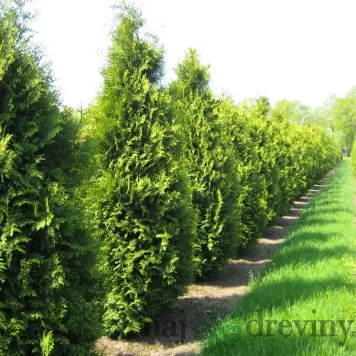 Tuja západná Brabant, 180/200 cm, v črepníku Thuja occidentalis Brabant