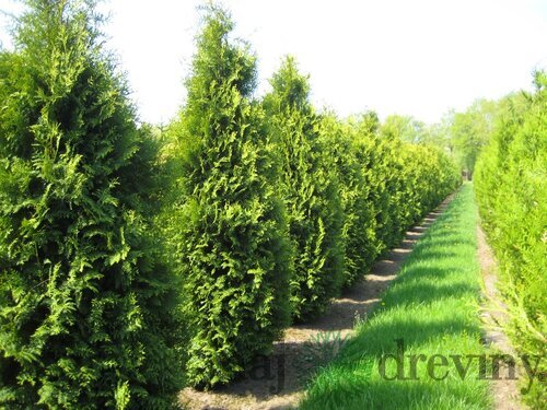 Tuja západná Brabant, 180/200 cm, v črepníku Thuja occidentalis Brabant