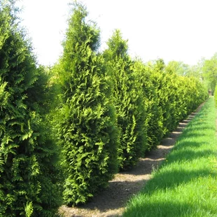Tuja západná Brabant, 180/200 cm, v črepníku Thuja occidentalis Brabant