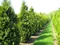 Tuja západná Brabant, 180/200 cm, v črepníku Thuja occidentalis Brabant