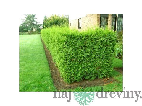 Tuja západná Brabant 40/60 cm, v črepníku Thuja occidenatalis Brabant