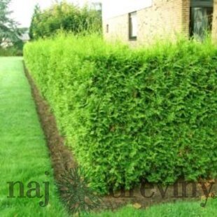 Tuja západná Brabant 40/60 cm, v črepníku Thuja occidenatalis Brabant