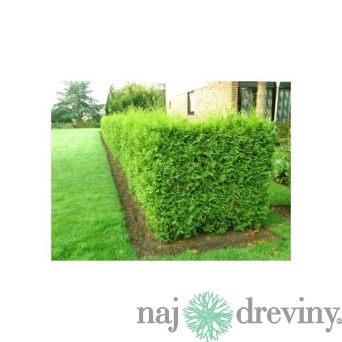 Tuja západná Brabant 60/80 cm, v črepníku Thuja occidenatalis Brabant