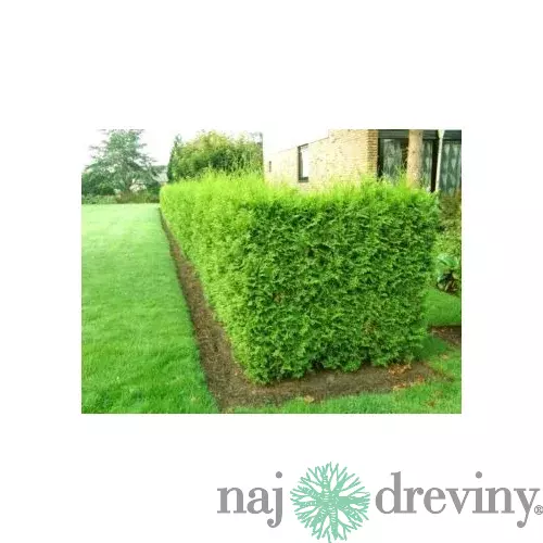 Tuja západná Brabant 60/80 cm, v črepníku Thuja occidenatalis Brabant
