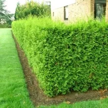 Tuja západná Brabant 60/80 cm, v črepníku Thuja occidenatalis Brabant