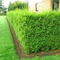 Tuja západná Brabant 60/80 cm, v črepníku Thuja occidenatalis Brabant