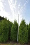 Tuja západná Brabant, výška 120/140 cm, v črepníku Thuja occidentalis Brabant