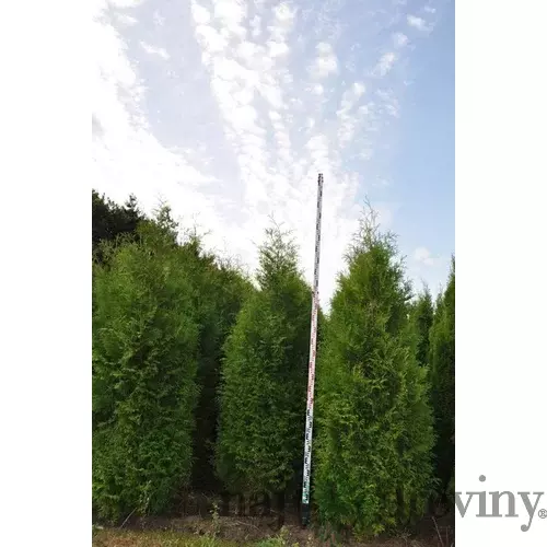 Tuja západná Brabant, výška 120/140 cm, v črepníku Thuja occidentalis Brabant